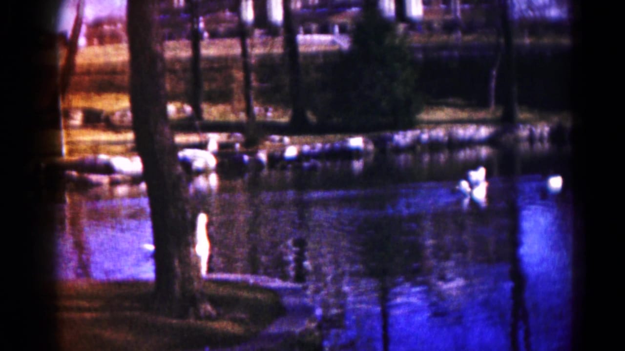 White waterfowl on a park pond framed by trees and a grassy bank.
