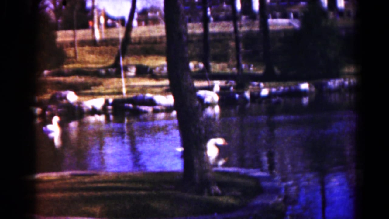 White birds swim near a tree-lined pond bank with rocks and reflections.