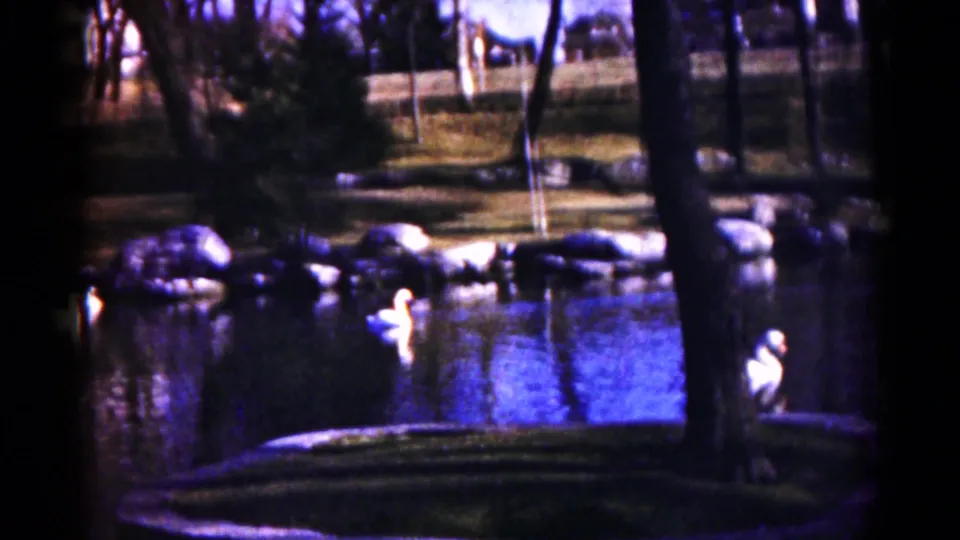 1959 Hagerstown 8mm frame with multiple white waterfowl on a park pond, tree trunks in the foreground, and a grassy bank beyond.