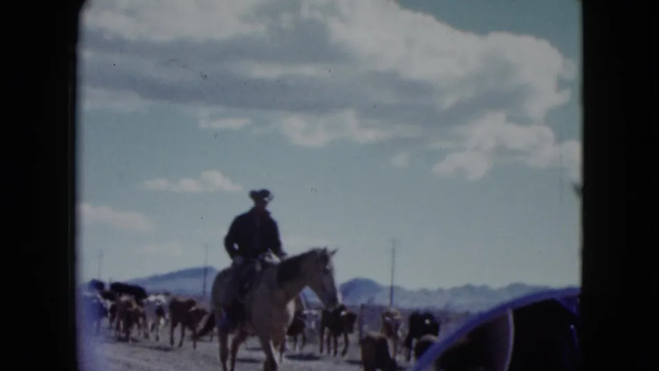 A cowboy on horseback approaches the camera while cattle move behind him in the arid Nevada landscape.