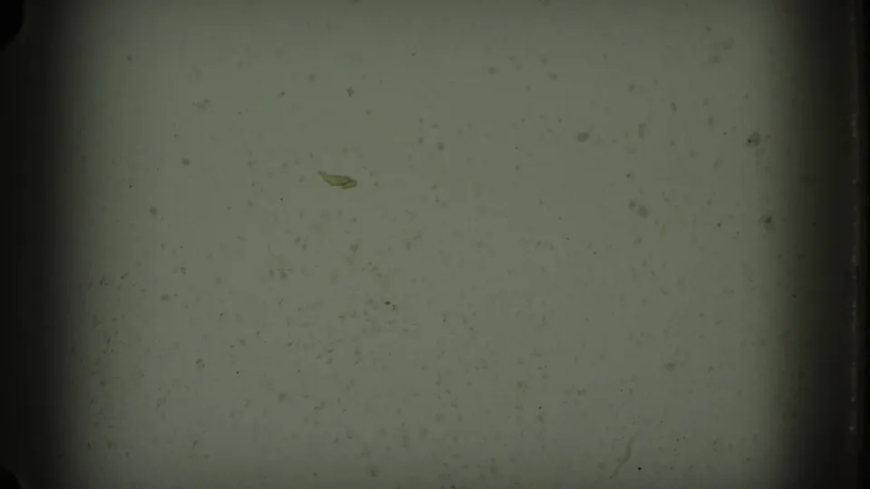 A pale blank 8mm frame with visible grain, dust, and edge darkening closes the short home-movie segment.