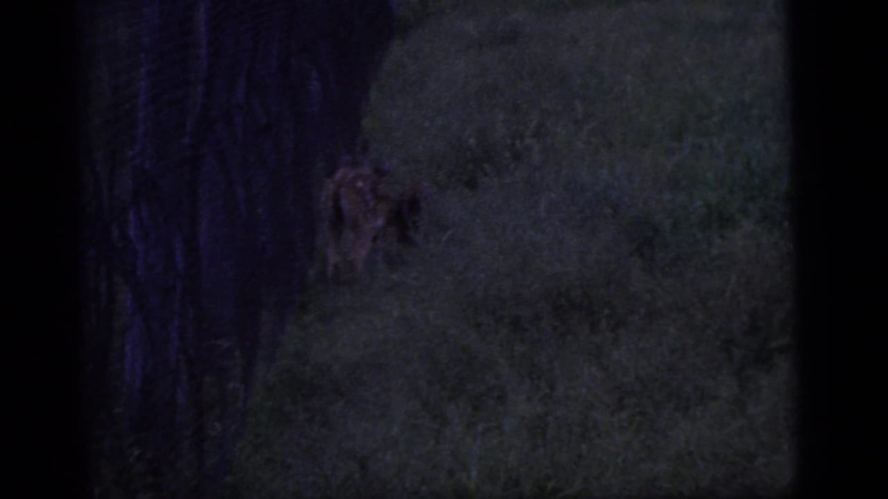 Two deer partly hidden near trees at the edge of a grassy area.