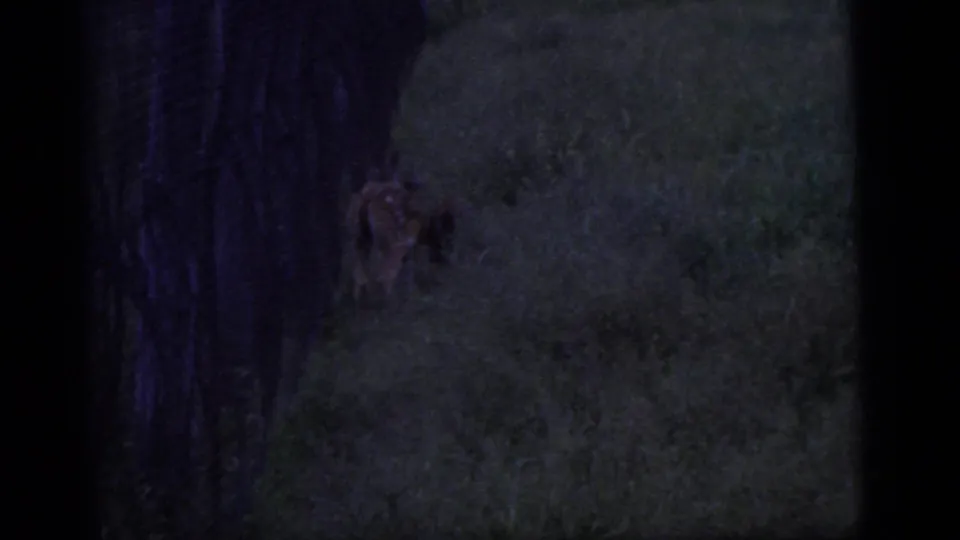 1960 Camden home-movie frame with two deer partly visible among trees and dark grass in soft 8mm color.