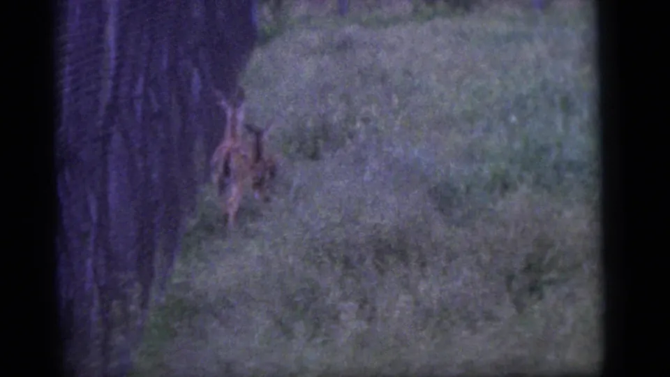 1960 Camden home-movie frame showing a spotted deer beside a large tree trunk in a grassy area.