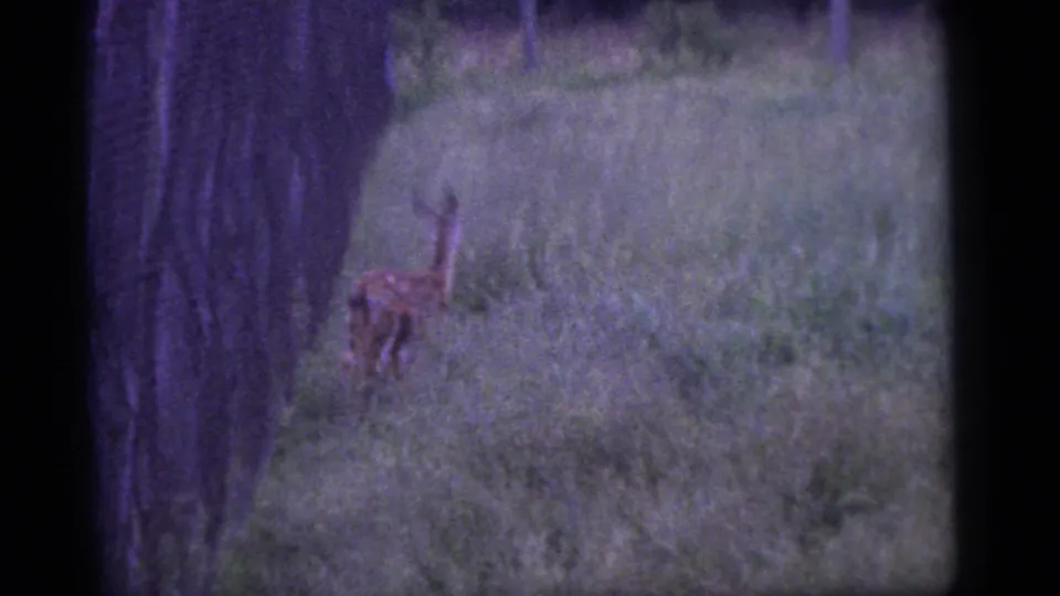 1960 Camden home-movie frame showing a deer in grass near a large tree, seen through soft handheld 8mm footage.