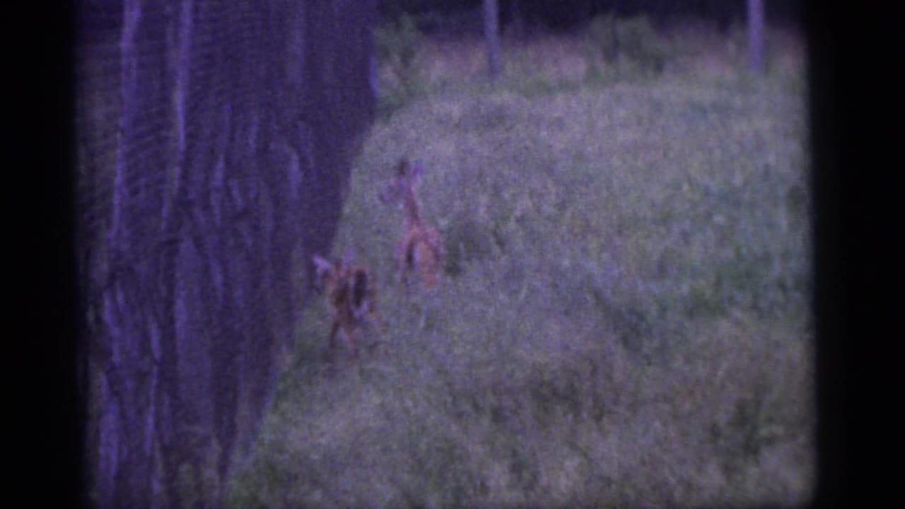 Two deer standing in grass near a tree trunk, seen through soft dark film edges.