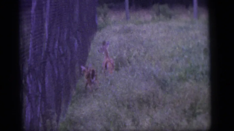 1960 Camden-area 8mm frame showing two deer in a grassy wooded area beside a tree, with soft focus and purple film cast.