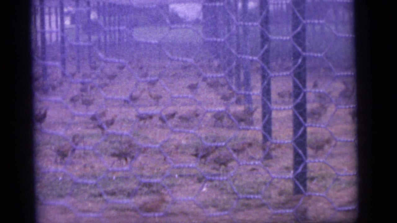 Wire mesh fence with small animals or birds on the ground behind it.