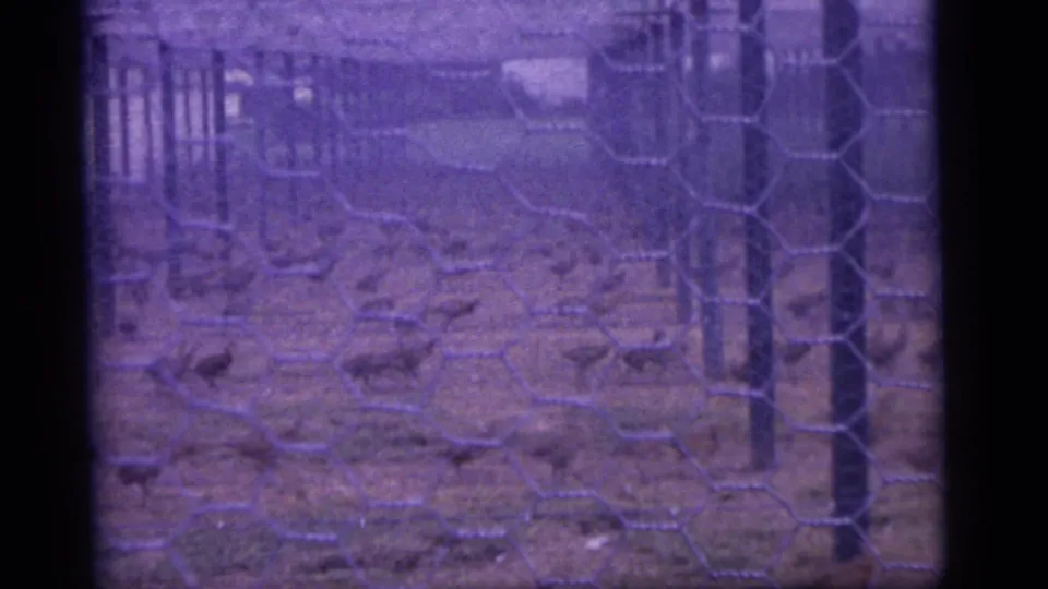 1960 Camden-area 8mm frame of a wire-fenced enclosure with posts and small birds or animals scattered across the ground.