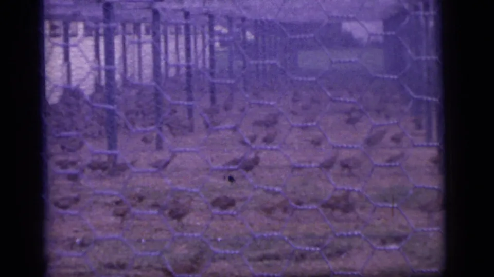 1960 Camden-area 8mm frame showing a fenced outdoor animal area through wire mesh, with soft exposure and purple cast.