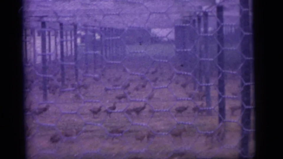 1960 Camden, New Jersey home-movie frame showing chickens behind wire mesh on bare ground under a simple post-supported enclosure.