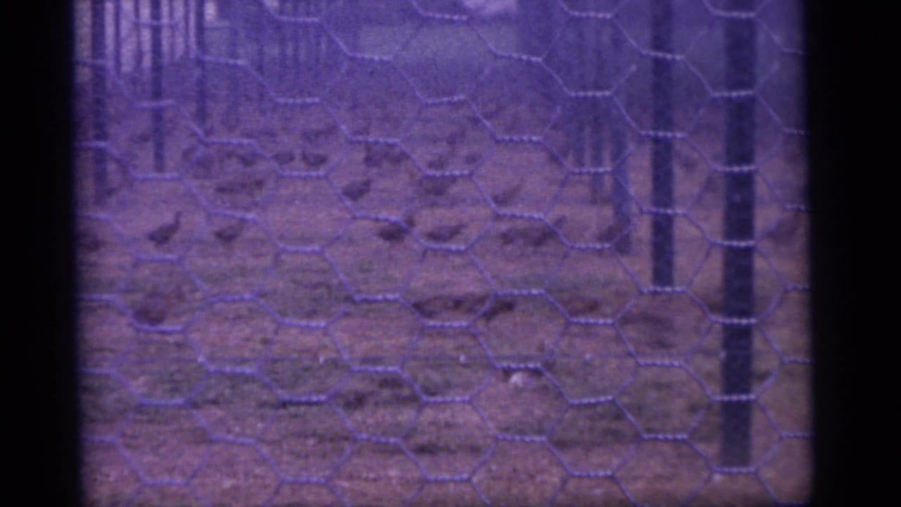 1960 Camden, New Jersey frame with multiple chickens crossing a dirt enclosure viewed through hexagonal fencing.