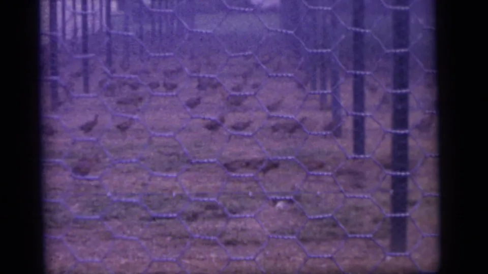 1960 Camden, New Jersey frame with multiple chickens crossing a dirt enclosure viewed through hexagonal fencing.