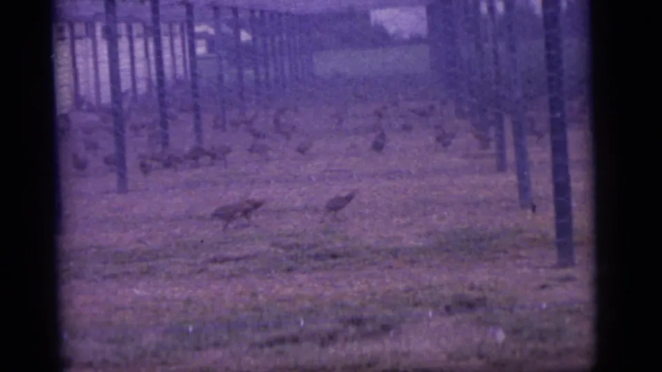 1960 Camden, New Jersey home-movie frame showing chickens running through a fenced enclosure with rows of wooden posts.