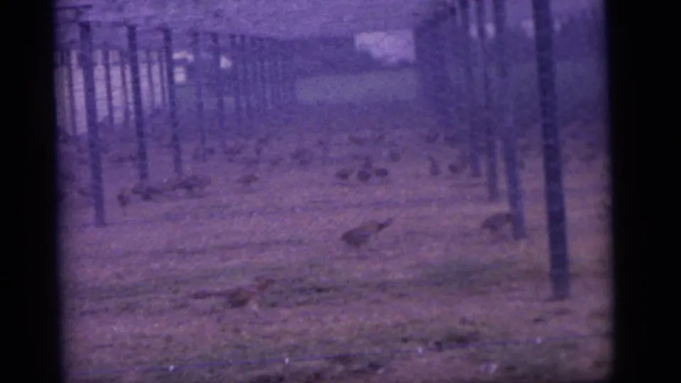 1960 Camden, New Jersey frame showing chickens scattered across a dim, fenced yard with posts and a purple 8mm color cast.