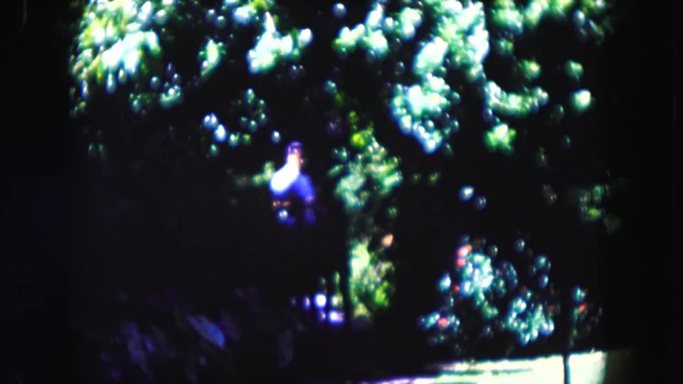 In metadata-supported 1960 Miami, a woman appears at a distance amid dense, sun-dappled greenery on soft 8mm film.