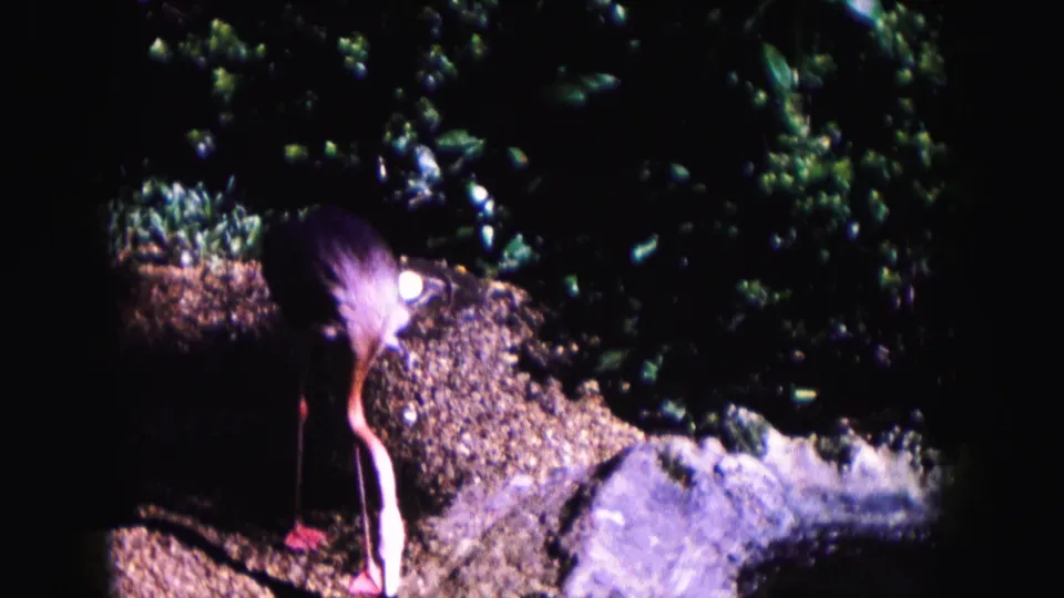 A long-legged bird forages on rocky ground in shaded foliage, from 1960 Miami 8mm home-movie footage according to clip metadata.