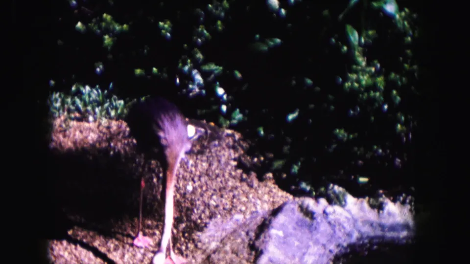 The bird remains near shrubs and rocks, with its long legs and pale neck visible in high-contrast 8mm color footage.