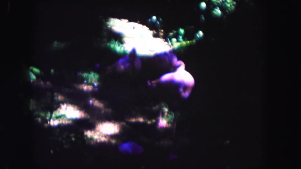 1960 Miami 8mm frame showing blurred purple animal-like forms near mottled ground light and dense dark foliage.