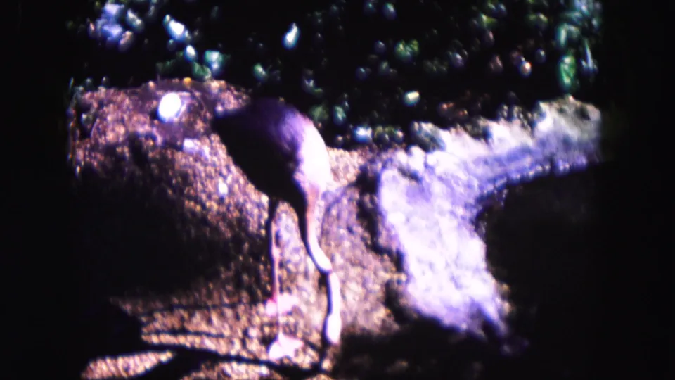 A flamingo stands in a dim Miami zoo enclosure on 1960 8mm film, with rocks, water, and foliage around it.