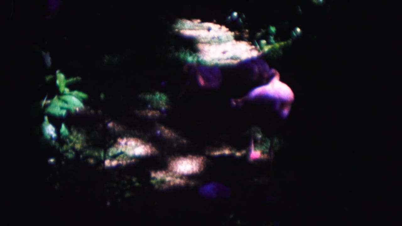 The flamingo appears under uneven light in the Miami zoo enclosure, surrounded by dark foliage and rocky surfaces.