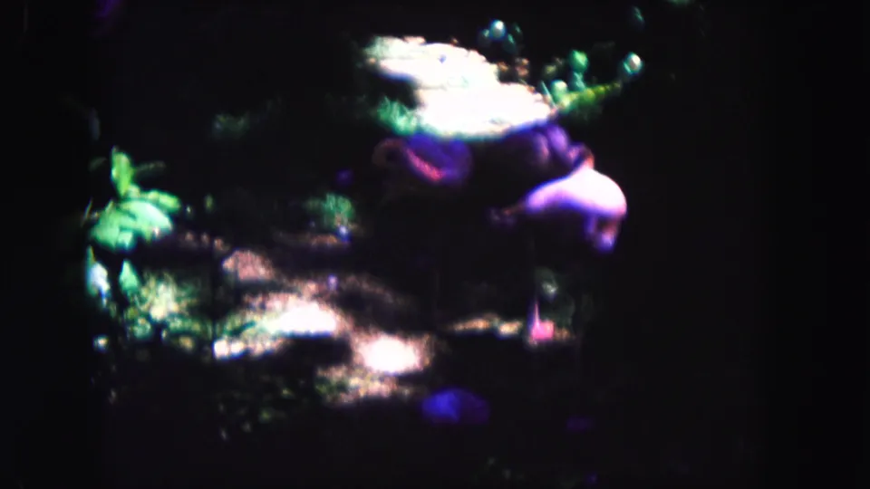 A profile view of the flamingo in the dim 1960 Miami zoo setting, with foliage, rocks, and color-shifted film tones.