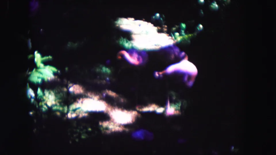 The flamingo remains in the dim Miami zoo enclosure, with bright light patches, plants, and heavy 8mm color shifts visible.