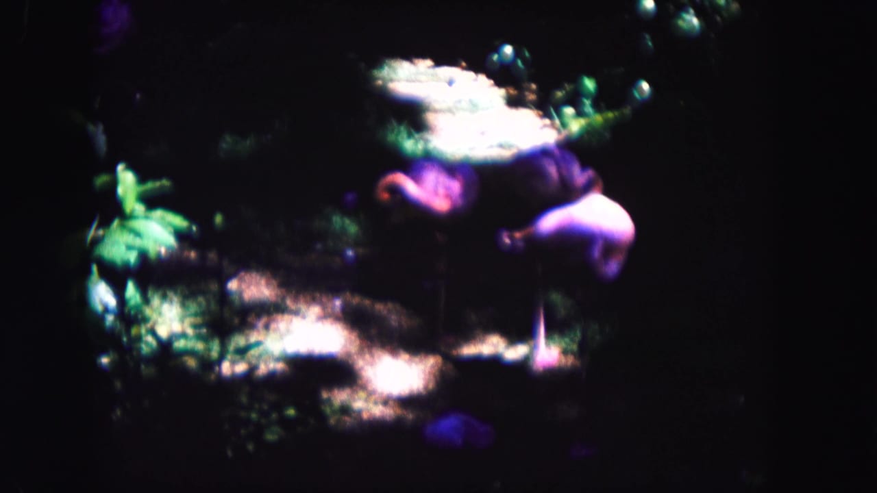 Dark, soft-focus foliage with bright patches of dappled light and purple color cast.