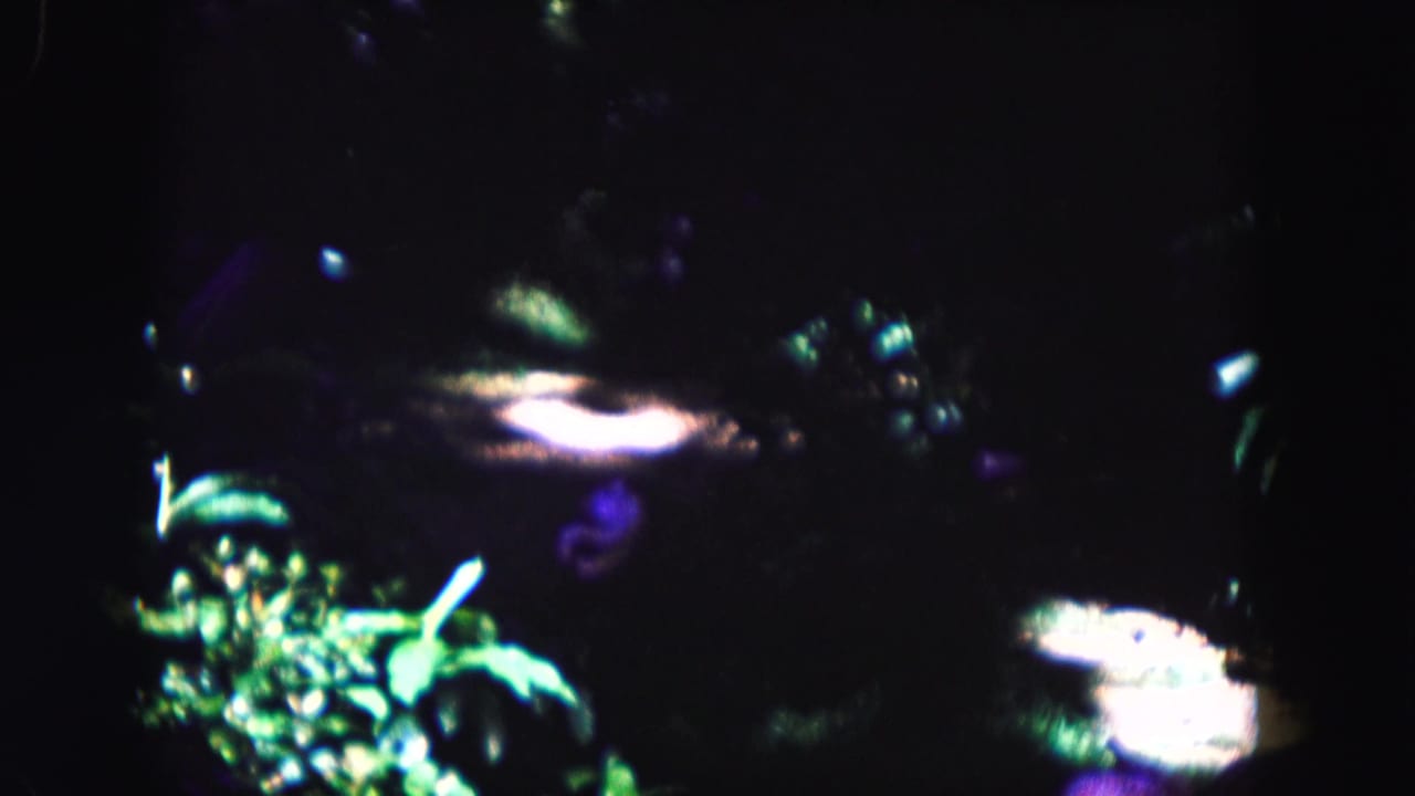 1960 Miami home-movie frame with blurred greenery, strong highlights, and dark surrounding plant shadows.