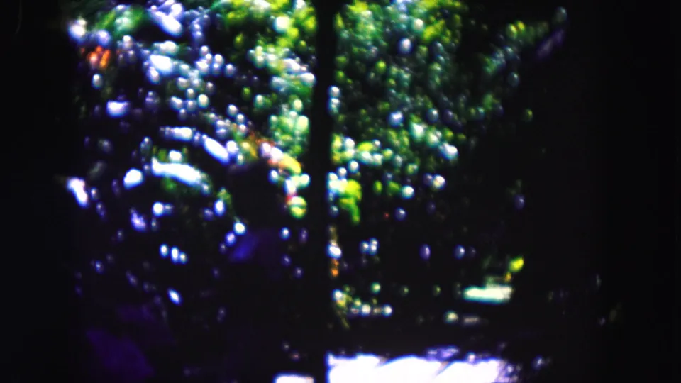 1960 Miami 8mm still of dense glossy foliage with high-contrast greens, white highlights, and dark vertical divisions.