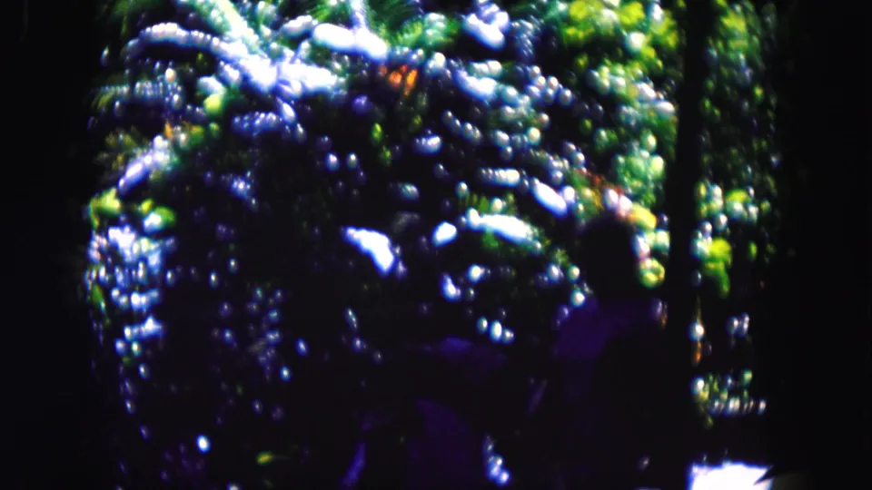 1960 Miami home-movie frame showing close, abstract plant texture with saturated green leaves and blown white highlights.