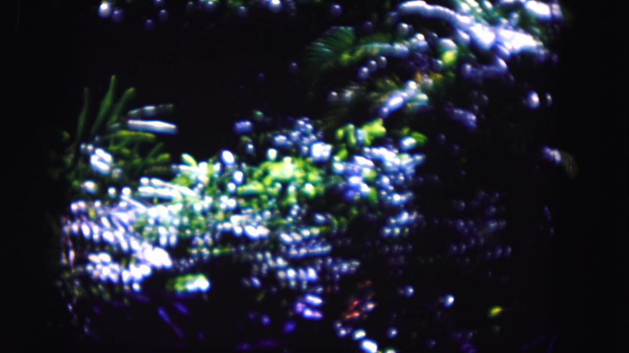 Leafy branches with scattered bright highlights against a dark background.