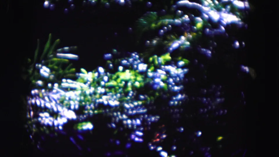 Close home-movie view of Miami foliage, with small bright reflections scattered across green leaves.