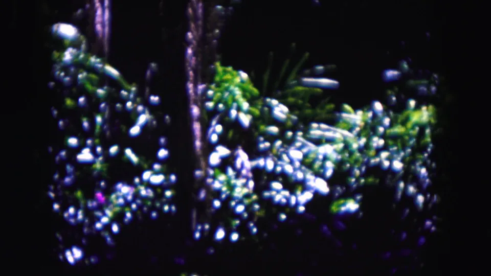 1960 8mm frame of foliage and narrow trunks in Miami, broken by strong white sun sparkle.
