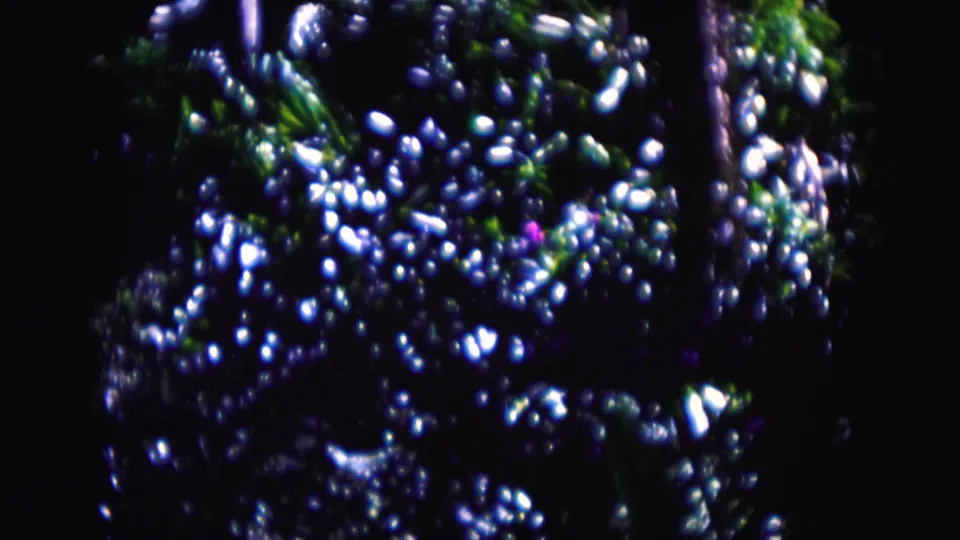Saturated 8mm close view of Miami leaves, with numerous bright highlights against deep shadow.