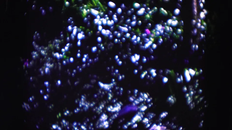 1960 Miami 8mm frame with abstract glowing flower and foliage forms against a mostly dark background.