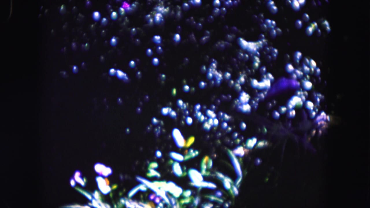 Glowing foliage and small purple flower forms appear against deep shadow.