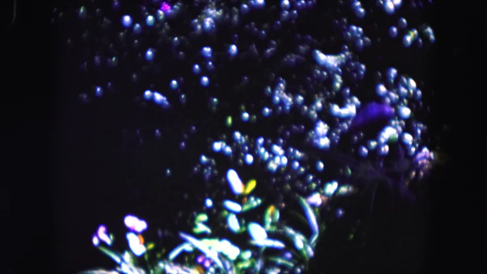 1960 Miami home-movie frame showing bright reflected highlights on leaves and flowers in a dark, abstract composition.