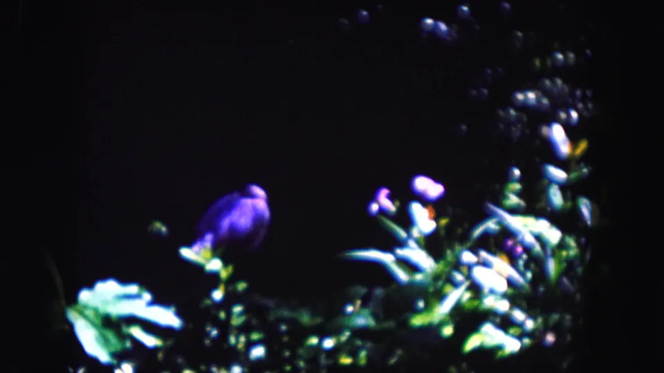 1960 Miami 8mm frame with purple flower buds and glowing green leaves concentrated along the lower edge.