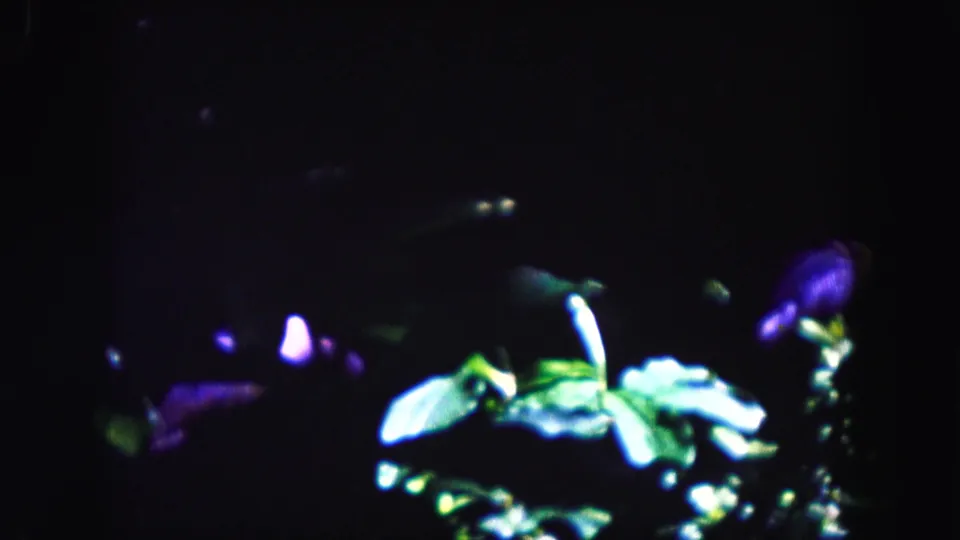1960 Miami 8mm frame where bright green leaves and purple floral shapes glow from deep shadow.