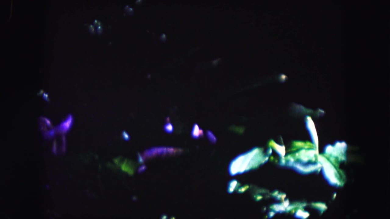Dark nighttime scene with colored lights on tropical plants and a flamingo display.