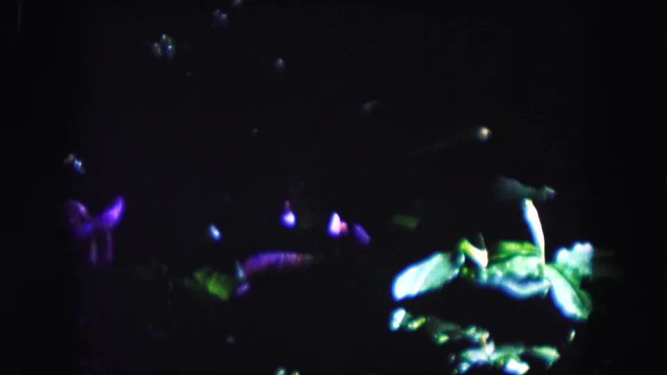 1960 Miami home-movie frame showing a dim flamingo or tropical animal display under purple and green lighting.
