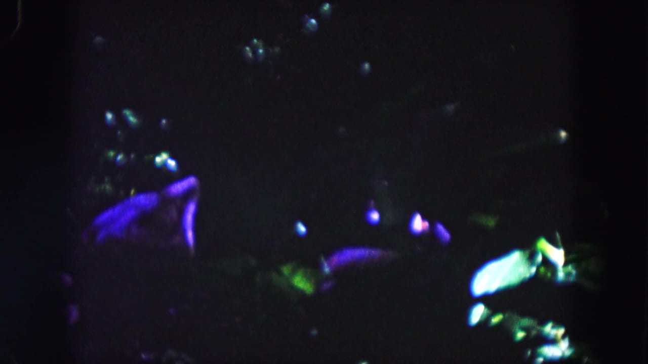 Dim tropical display with bright green leaves and purple highlights in the darkness.
