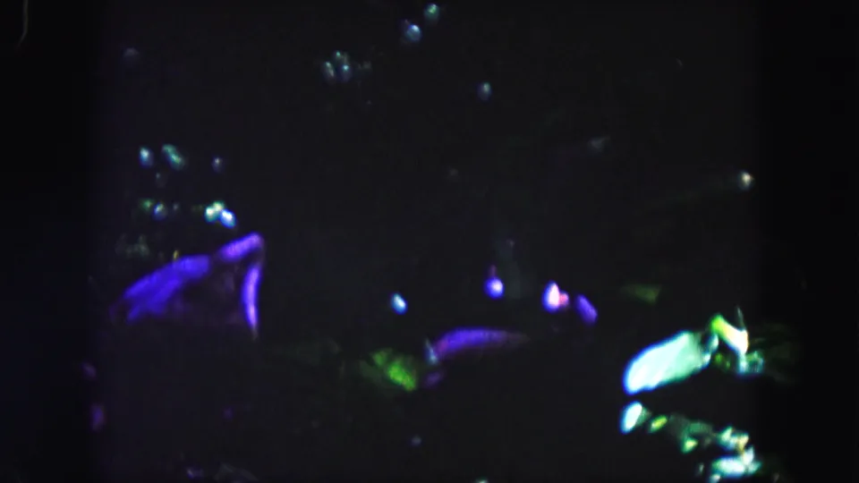 1960 Miami frame of a dark garden or zoo display with tropical leaves and colored light, with animal forms partly obscured.