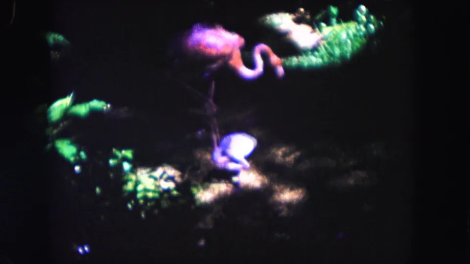 1960 Miami home-movie frame showing a flamingo near a small lit pool or wet area, surrounded by tropical foliage at night.