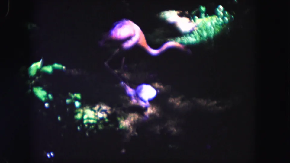1960 Miami frame with a flamingo in profile under purple light beside green tropical foliage and a small illuminated ground area.