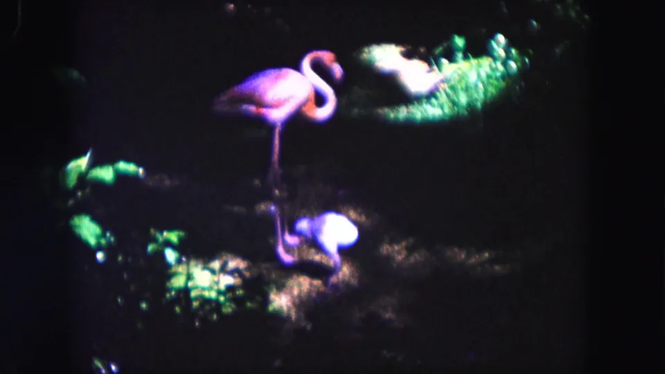 1960 8mm Miami-area footage showing an adult flamingo and chick among shadowed tropical vegetation.