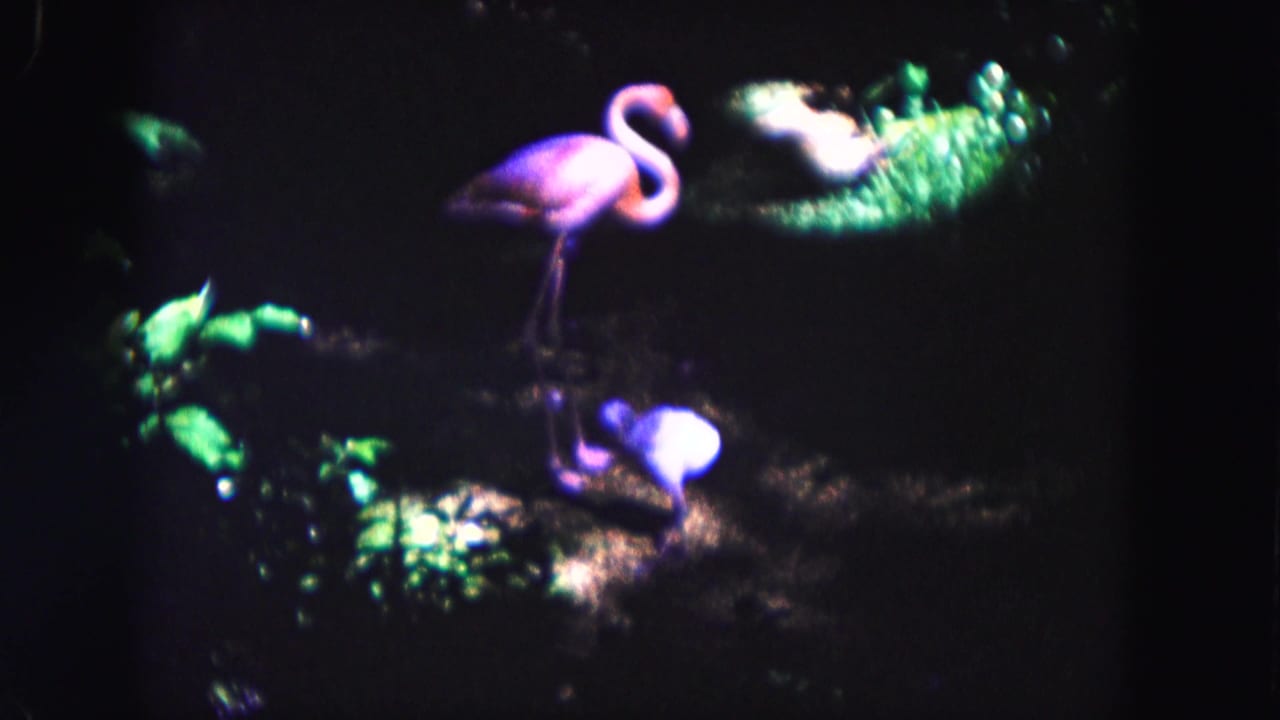 Adult flamingo standing above a chick in shadowed vegetation.