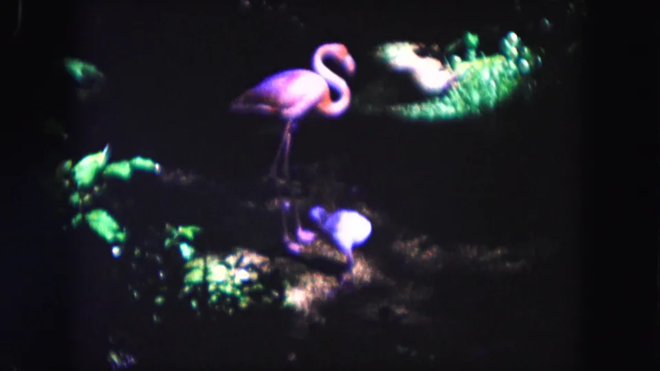 Adult pink flamingo stands near a small chick in a dark, leafy setting in 1960 Miami home-movie footage.