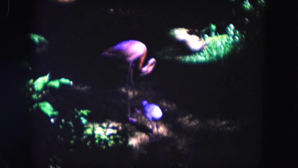 Adult flamingo appears to bend or preen near a chick, with saturated green plants around them in 1960 Miami footage.